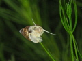   Snail Swiss Lake Vierwaldstttersee  